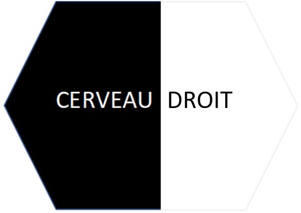 logo_cerveau_droit.jpg