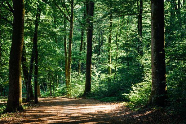 foret